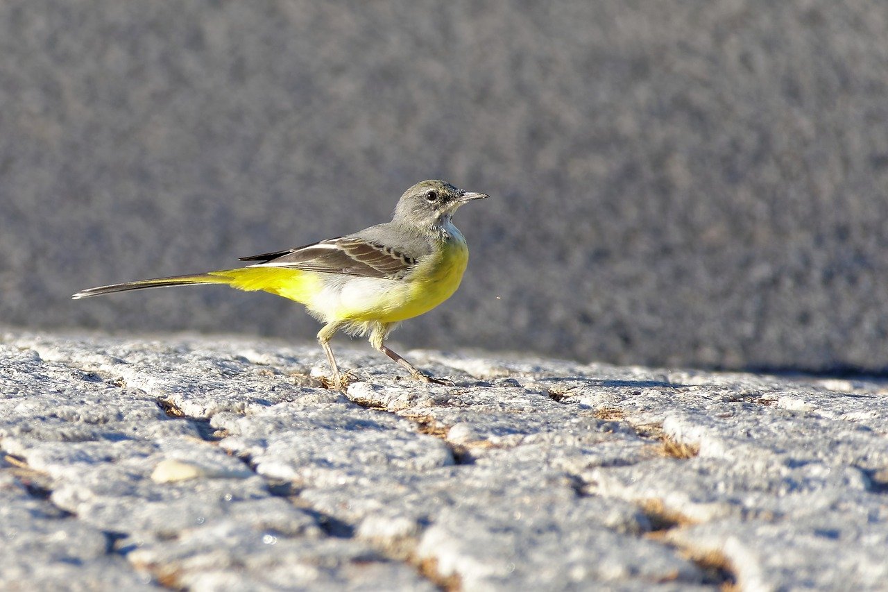 Motacilla cinerea